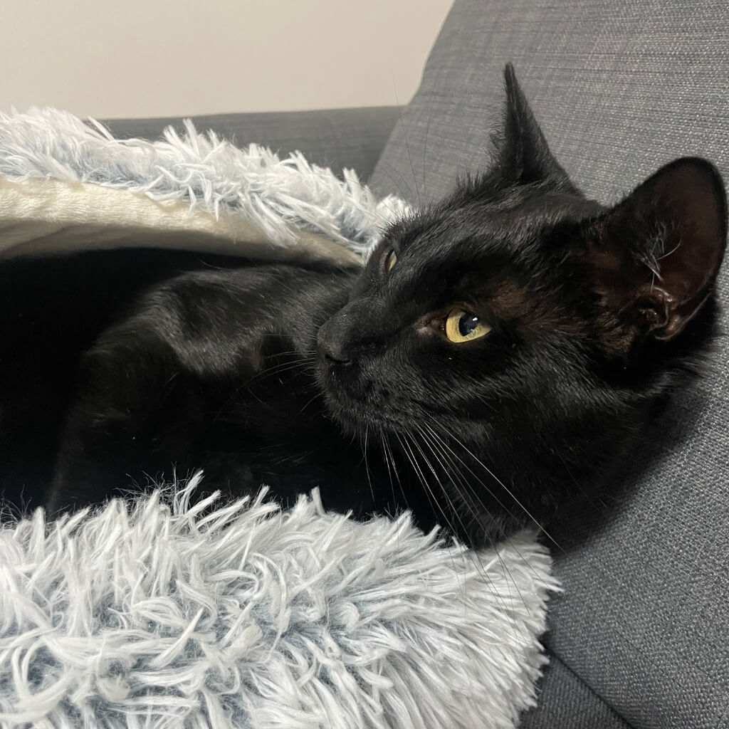 Nyugalom és biztonság cicád számára