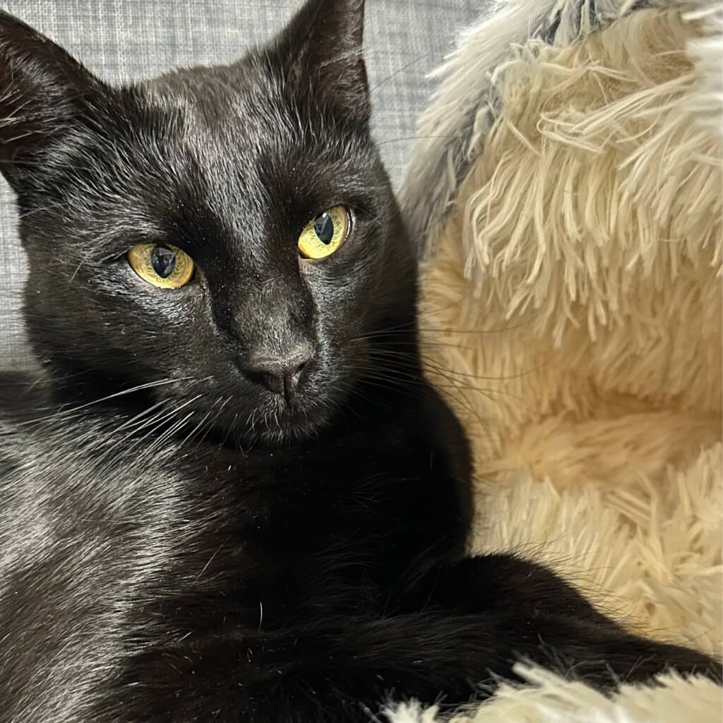 Miért válaszd a LARAN cica kuckót?