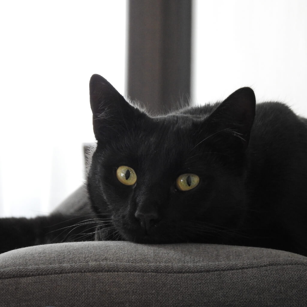 Rólunk - Bagira cica